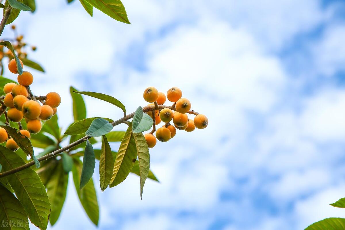 夏天到了你知道什么水果不能吃吗,夏天这3种水果尽量少吃别不重视