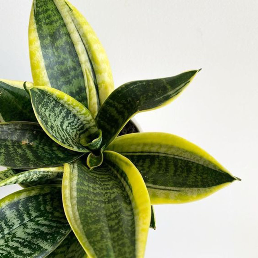 好养无毒的观叶植物,真正皮实好养的观叶植物