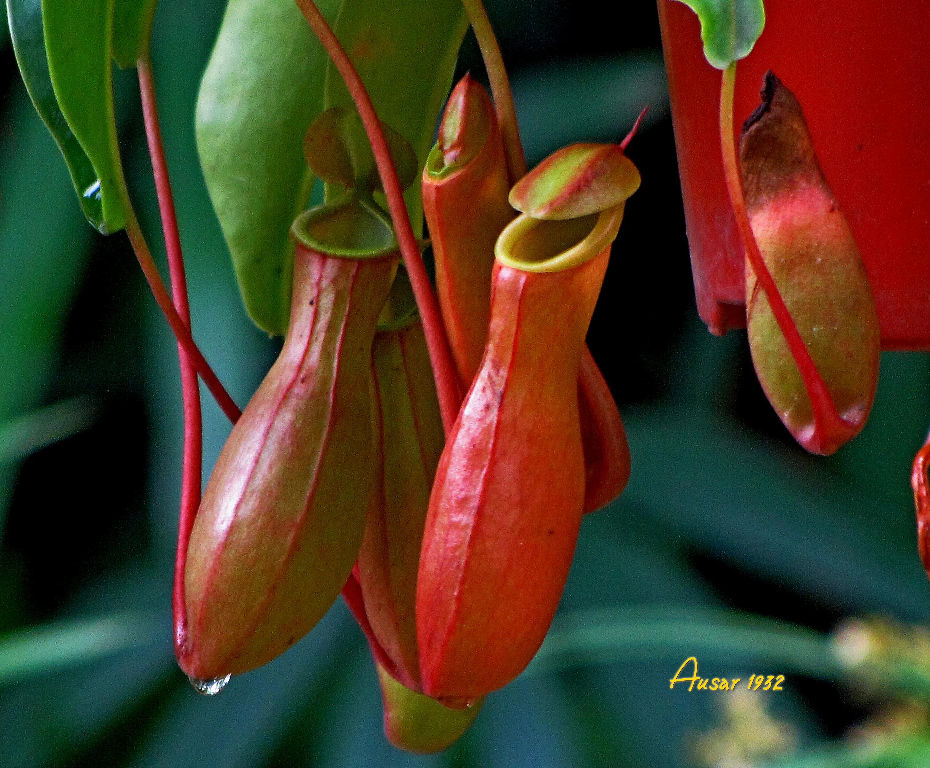猪笼草捕食昆虫的过程视频,猪笼草捕食昆虫视频完整版