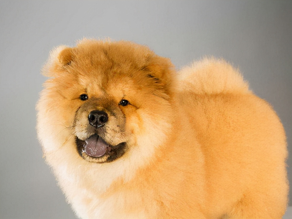 全球最贵的宠物犬是什么,目前世界上最贵的犬种