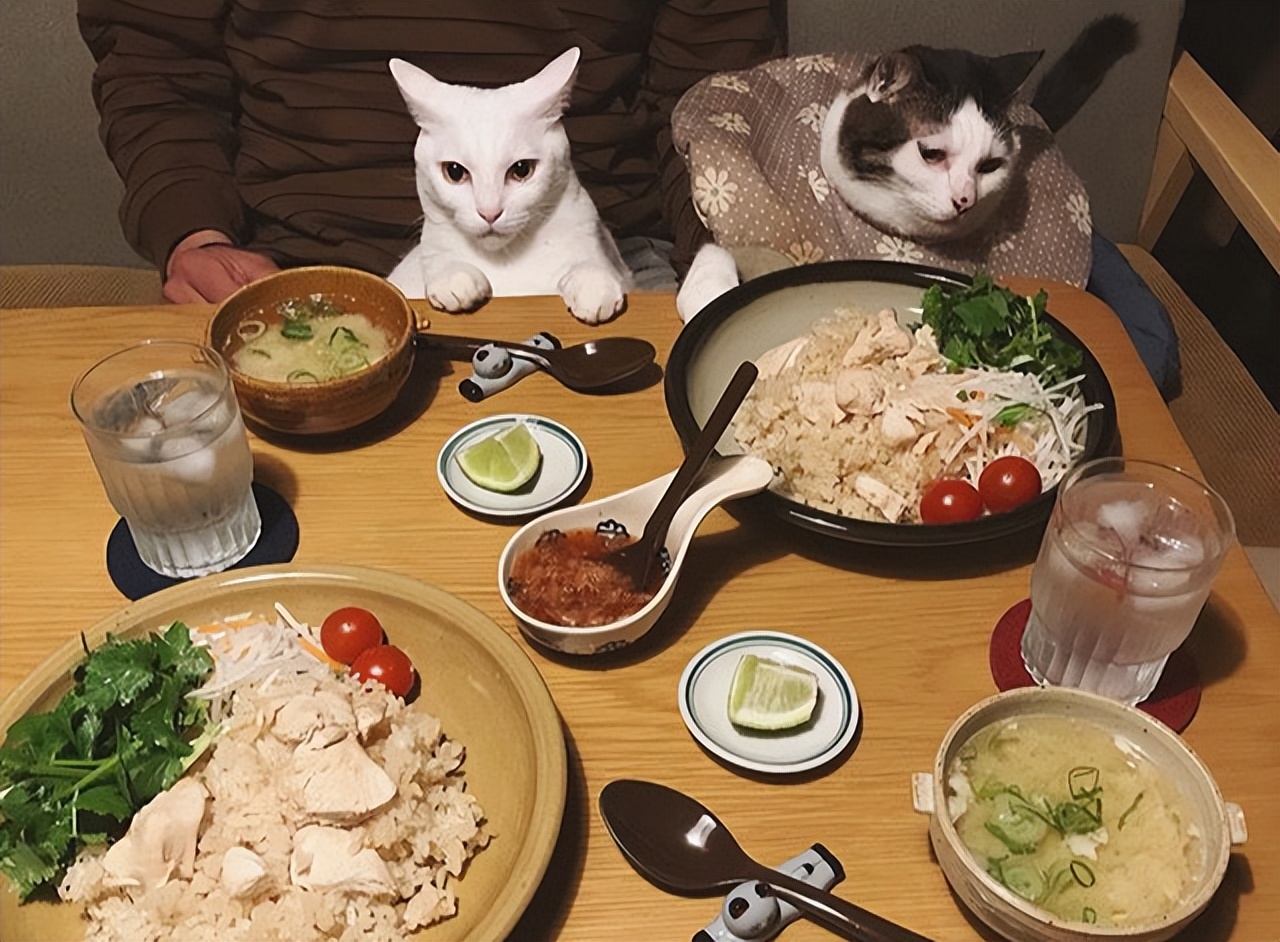 猫咪和人类相处得很好的原因,当猫和人类一起生活久了