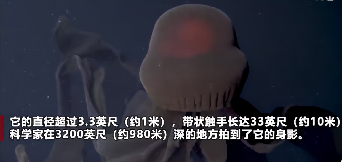 深海真实恐怖巨物,摄魂怪原型冥河水母