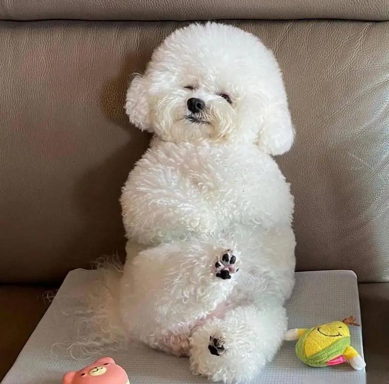 养比熊的都进来，不要再让“悲剧”发生了