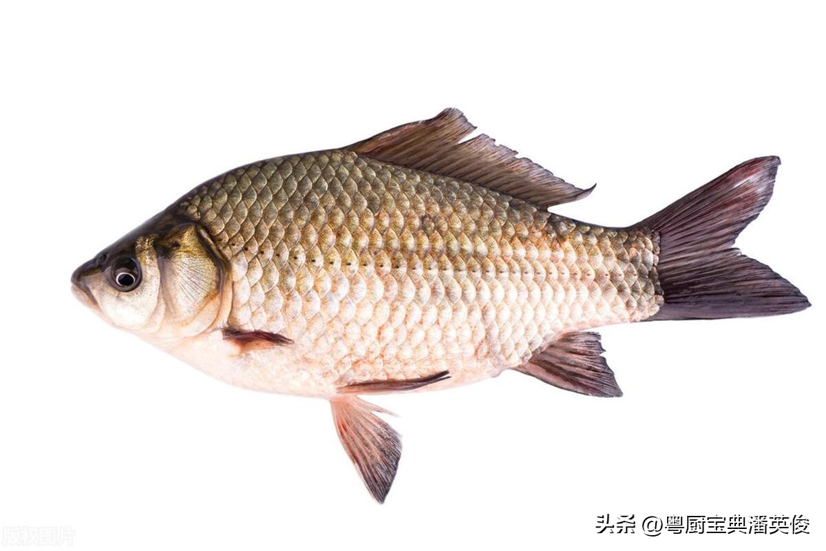 鲫鱼品种大全及喜欢吃什么,鲤鱼鲫鱼淡水鱼品种