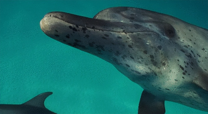海豚湾到底是怎么回事,冒着生命危险揭露海豚湾秘密