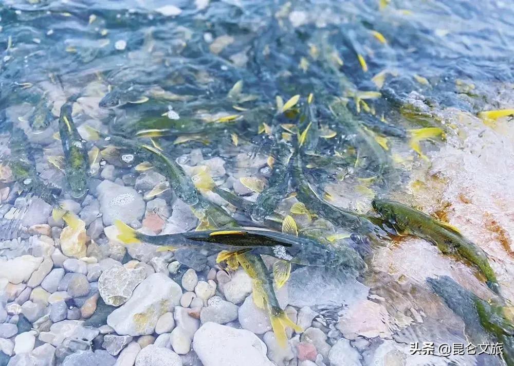 大美青海生态旅游推荐,大美青海美景短视频