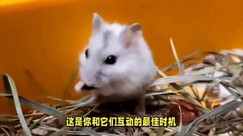 仓鼠不让抓老是跑怎么办,仓鼠不让摸怎么办