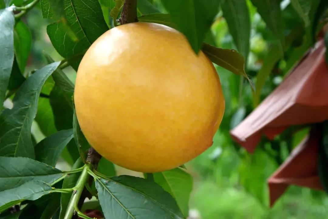 油桃陆续上市口感脆甜多汁,脆甜油桃最新价格