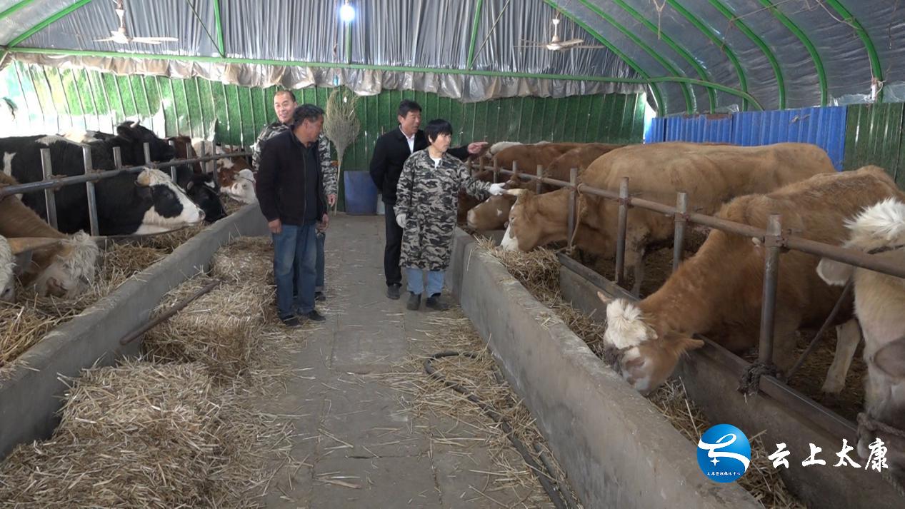 返乡创业当新农人,返乡当牛倌带着牧民共致富