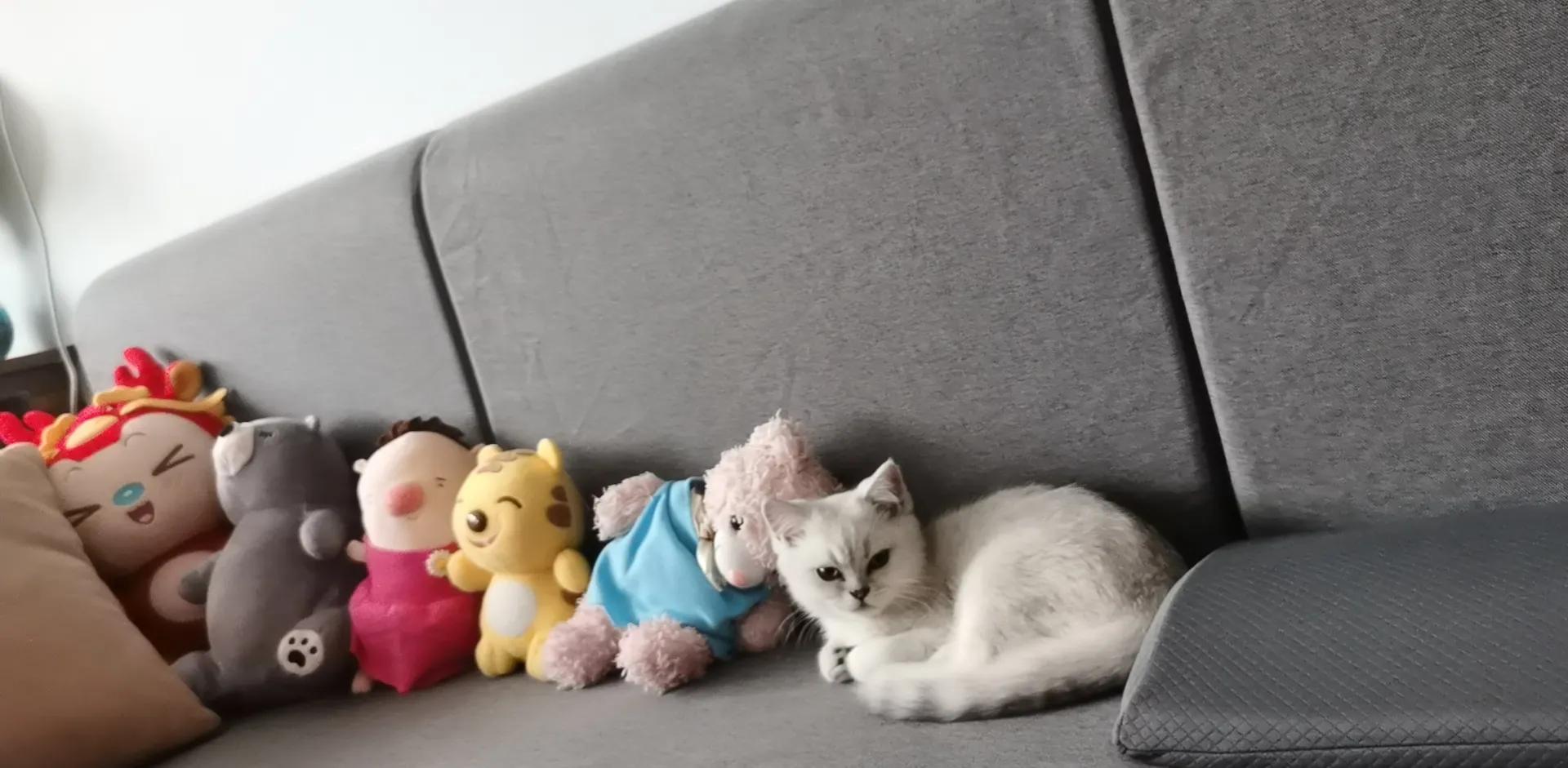 猫瘟不治疗会好吗,云南白药治疗猫瘟