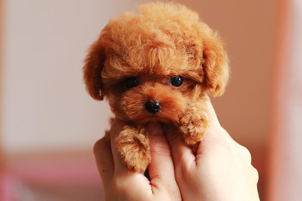 饲养泰迪的基本常识,饲养泰迪的基础知识