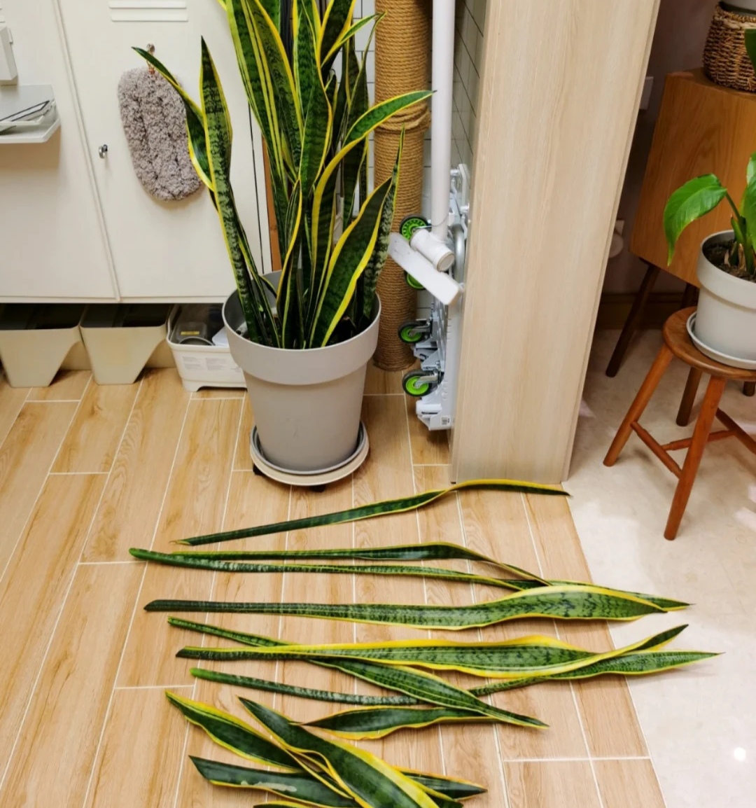 春天种的花花草草,9种花掐根枝就能活不用管就爆盆