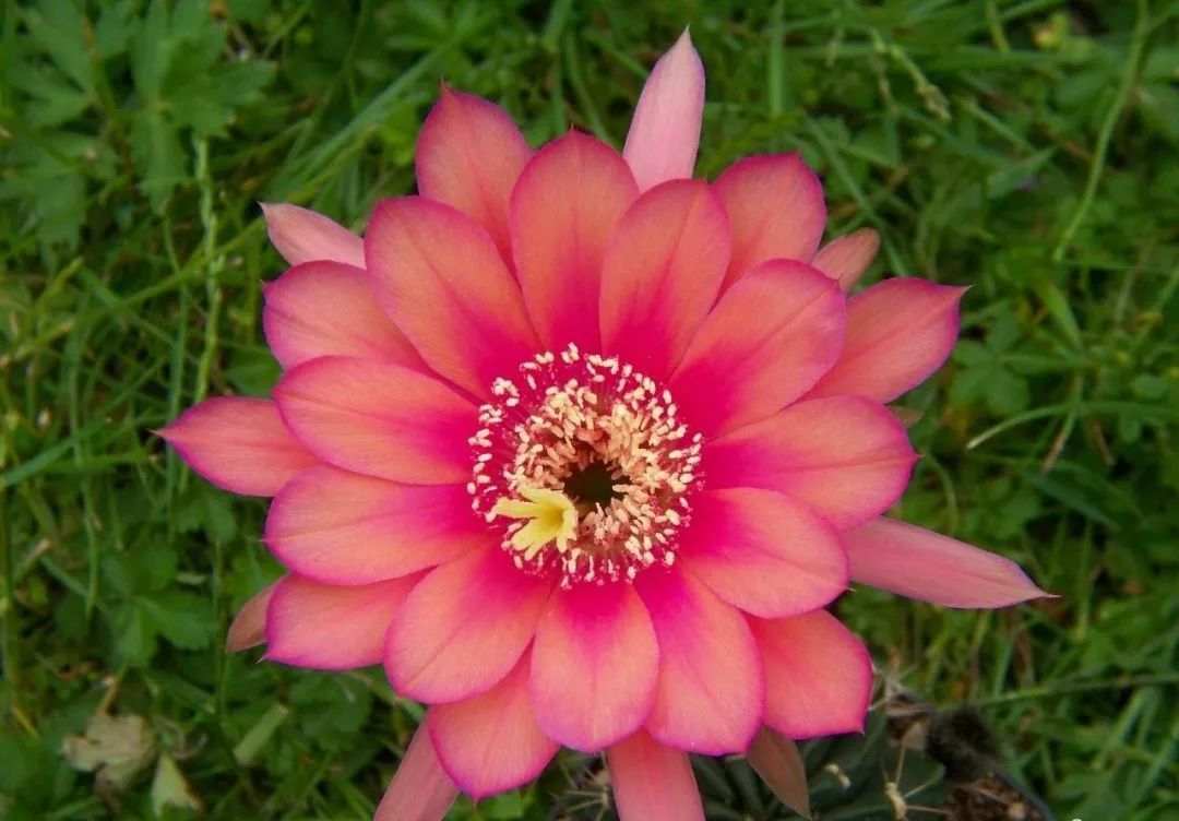 200种·仙人球开花图鉴，大开眼界，美到爆