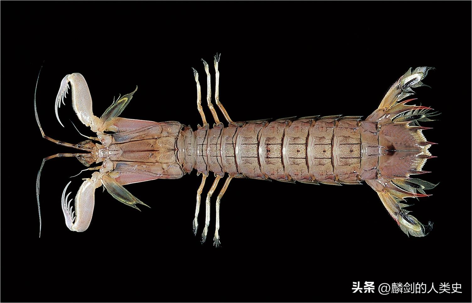 动物界大全,动物界纲属分类图