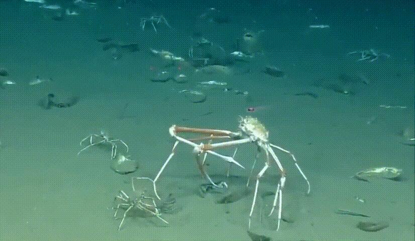 海底奇观欣赏,海底世界奇妙之旅图片