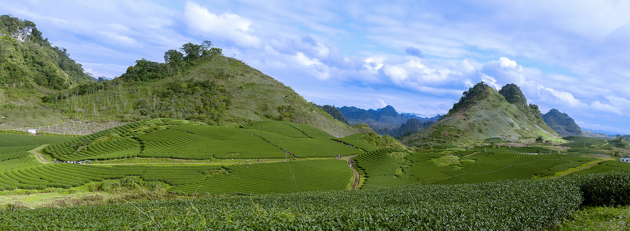 品品老白茶功效和作用,白大师白茶与品品香白茶哪个好