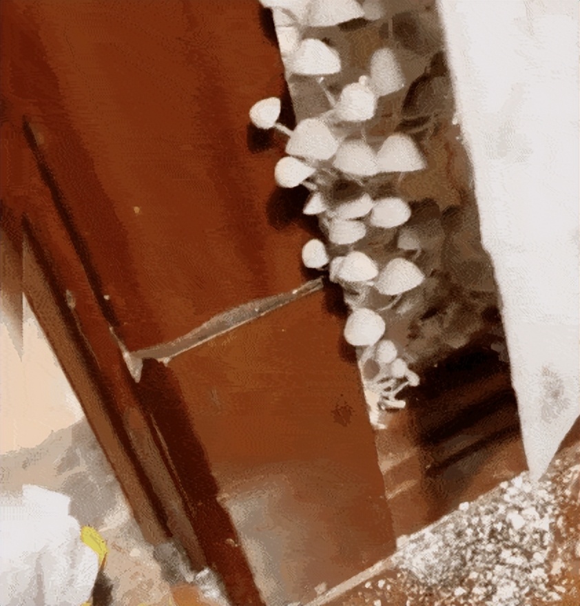 北方人适应南方的回南天吗,回南天衣服晾不干为什么有股臭味