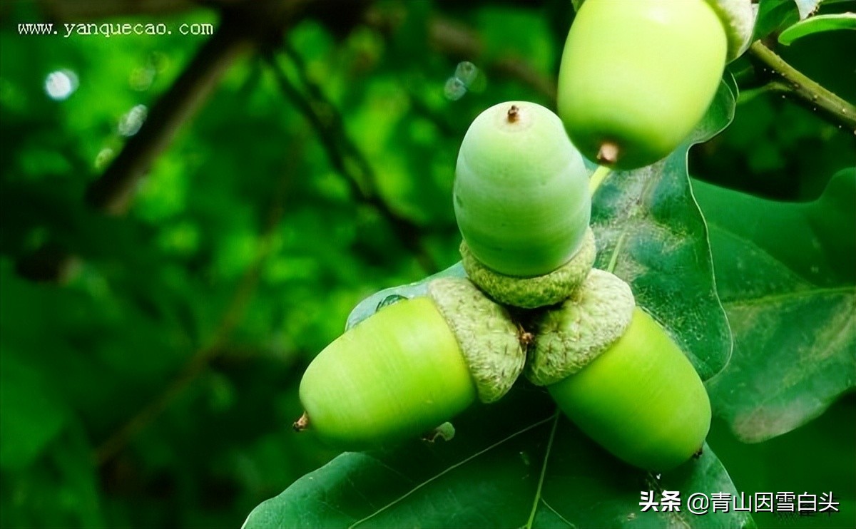 种树经济价值,种树前景如何发展