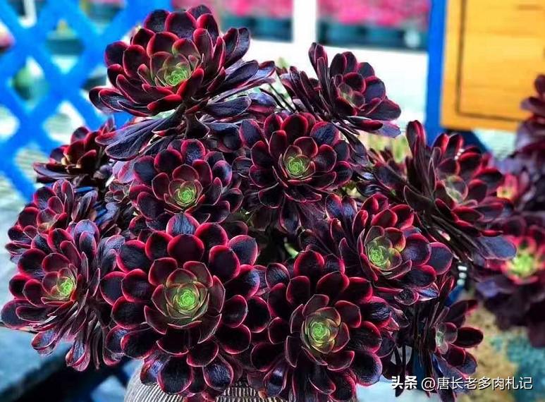 养老桩的多肉要用大盆吗,养老桩多肉用什么盆