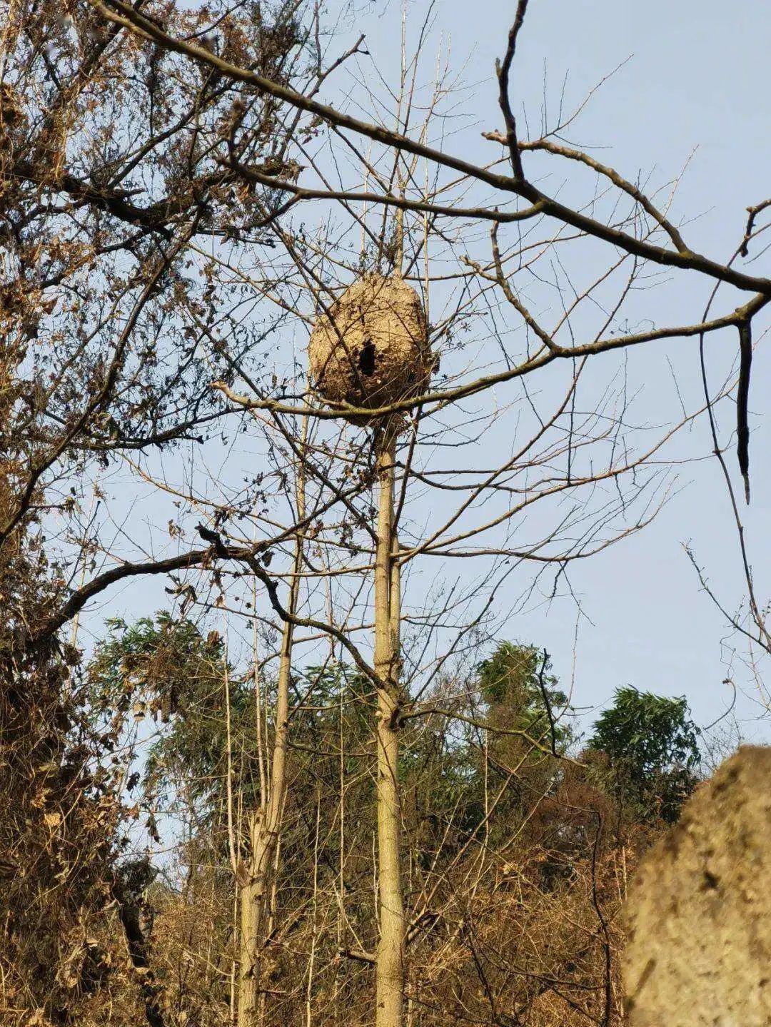 150元一斤，被叫做“天上人参”，被蛰很危险，却很好吃