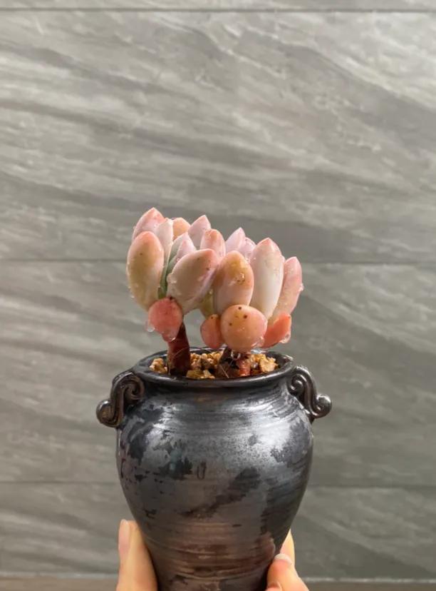 五月的颜色作文,五月的颜色对照表