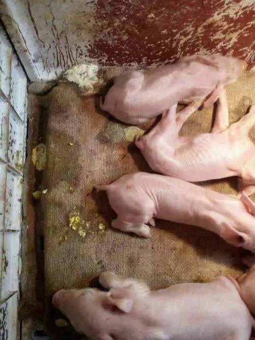 仔猪红痢防治方法,仔猪红痢临床最明显的症状是