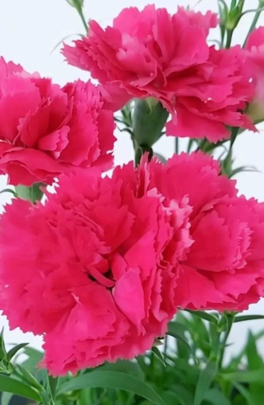 康乃馨四季开花吗,康乃馨每4天浇一次水