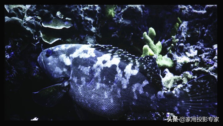 优派q20pro测评,优派q20价格