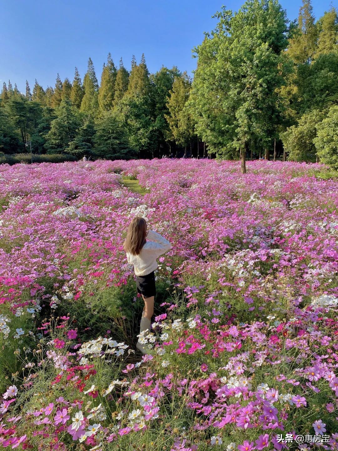 上海公园免费,上海免费公园排行