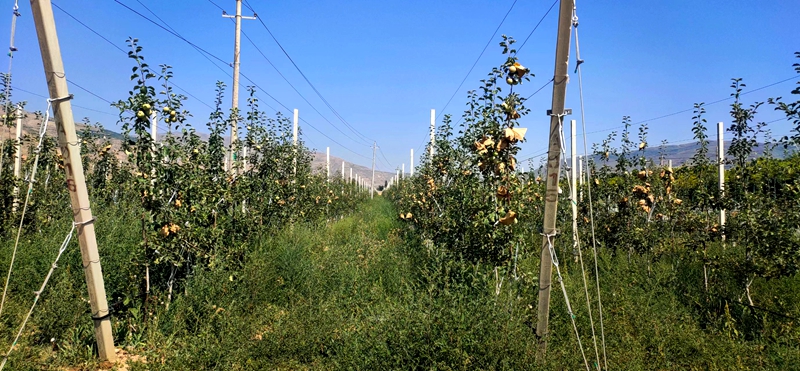 一腔故乡情，敢教荒山换新颜——记武山县优秀返乡创业者安小斐