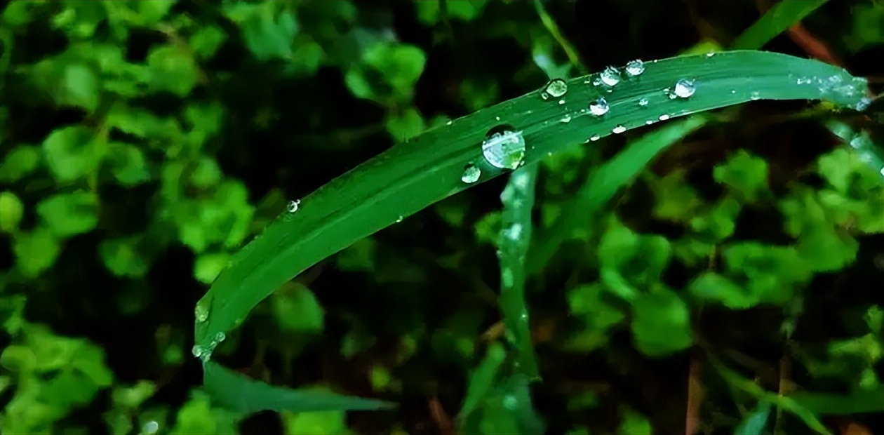 诗词鉴赏落在古诗词里初夏的雨,初夏的雨的古诗词