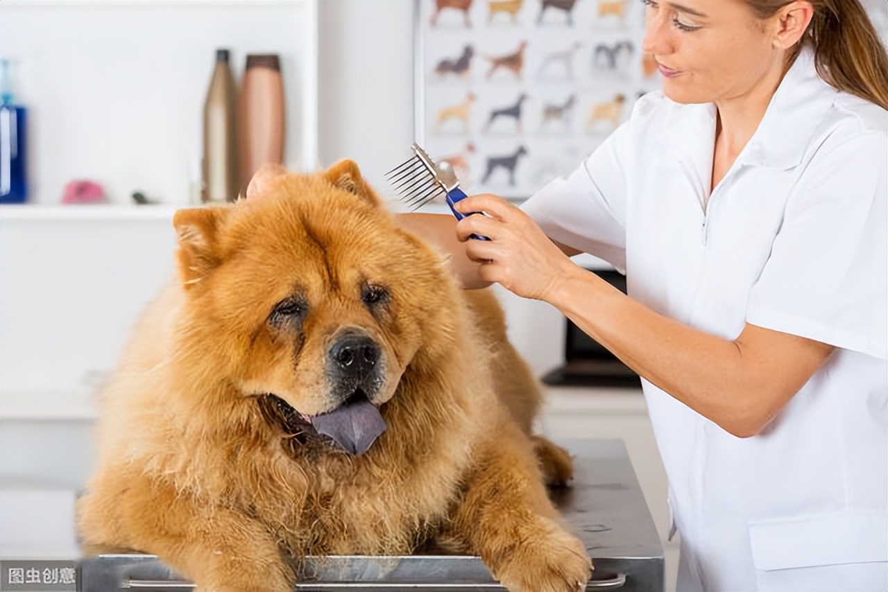 松狮犬为什么不适合家养呢,松狮犬为啥不建议养