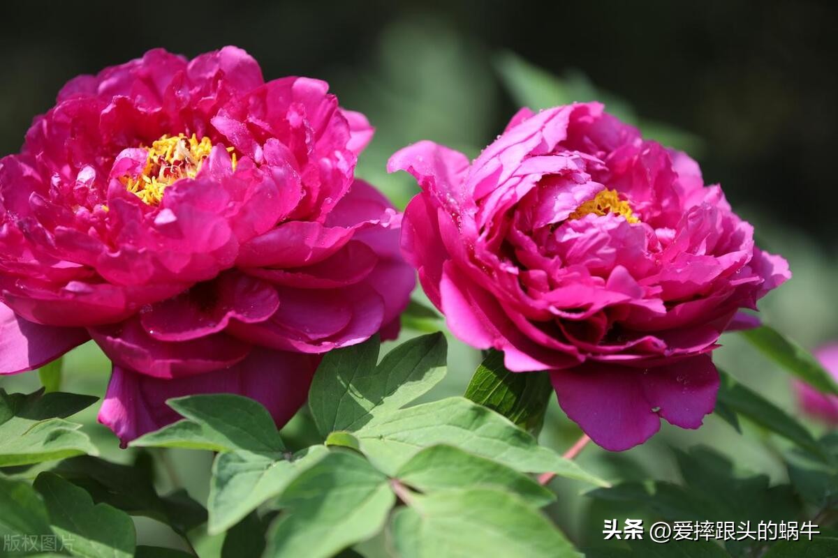 十二花神图谱完整版,工笔画十二花神欣赏