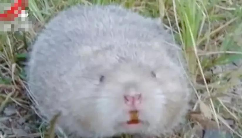 孕妇吃老鼠好不好,孕妇吃到老鼠孩子会怎么样