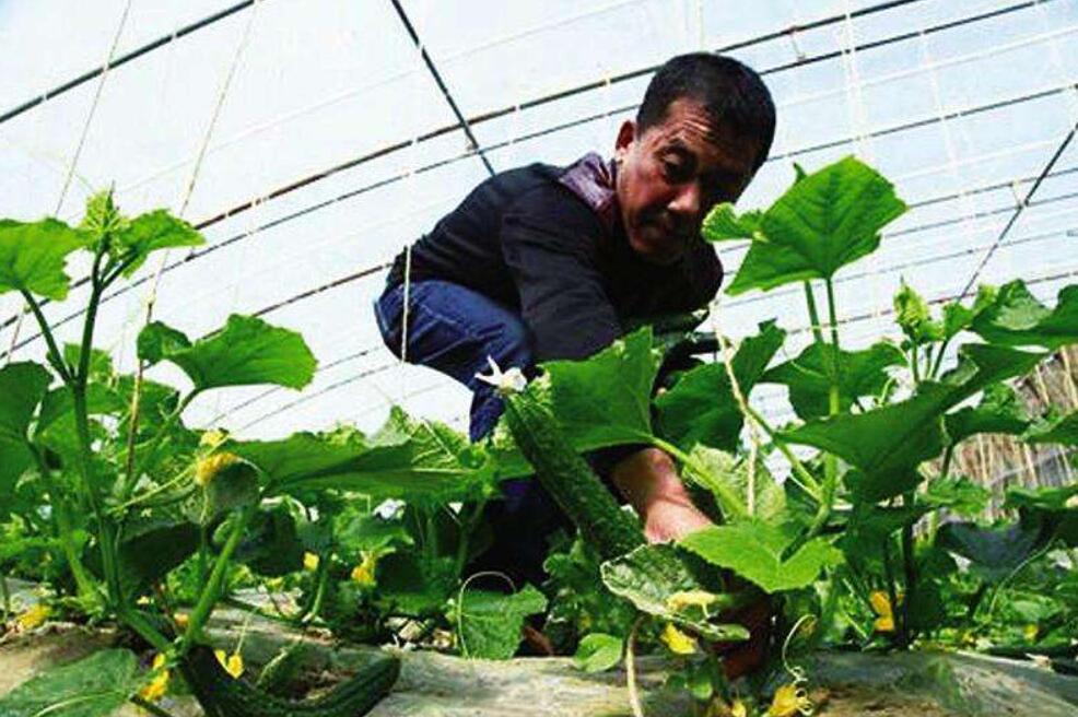 黄瓜长秧不开花怎么办,大棚黄瓜不高产的原因