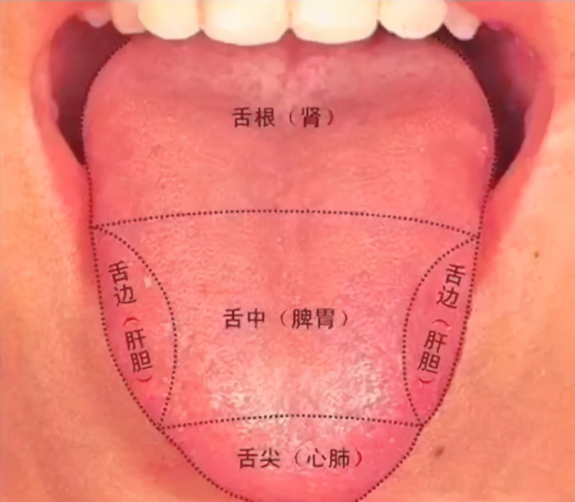 舌诊能准确的看出病症吗,舌诊主要看舌苔吗