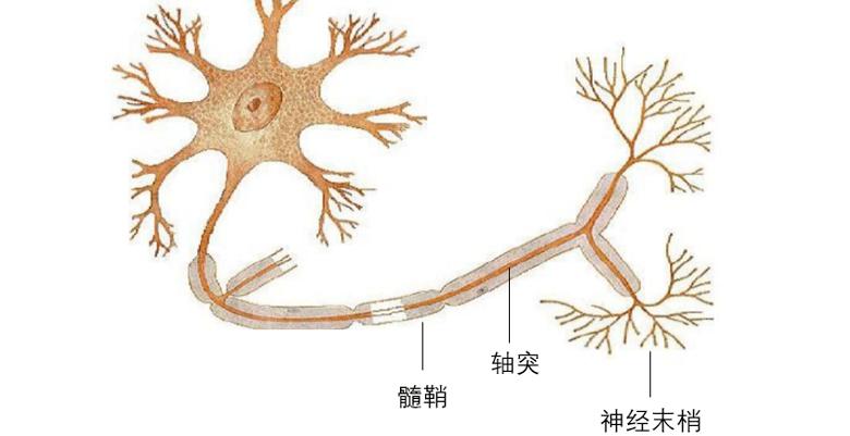 老年人轻微脑萎缩怎么预防,老年人脑萎缩吃什么药有效