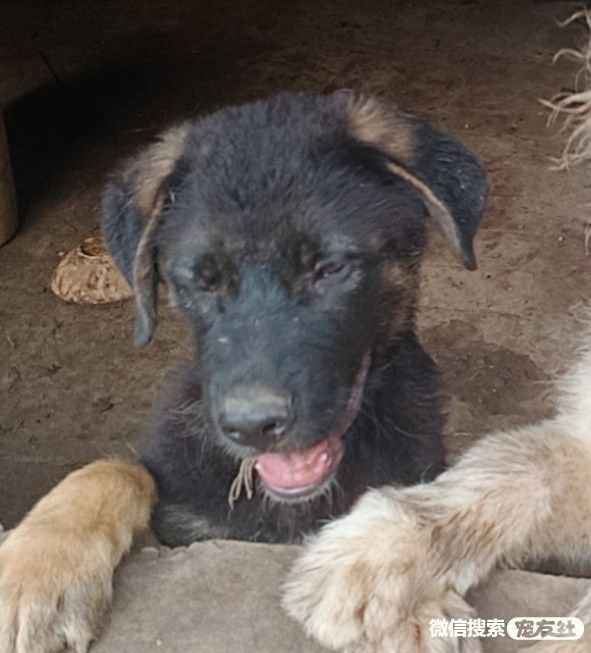 宠物领养、全国宠物*养送**、押金无偿免费领养 20220720