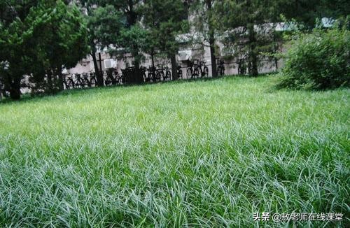 景观园林设计草坪作用,草坪景观设计原则