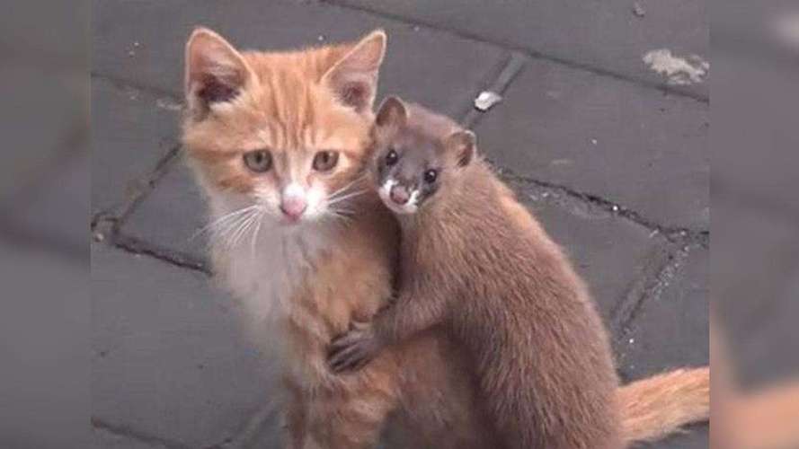 钓鱼佬被抢劫,湖北一钓友常被黄鼠狼“打劫”