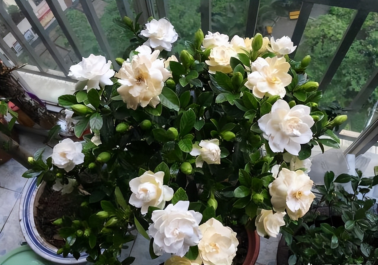 养水牛种什么草最好养,高温下雨后养兰花