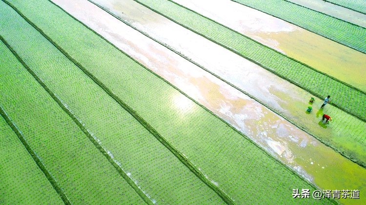 谷雨时节来杯谷雨茶,过了谷雨的茶有什么区别