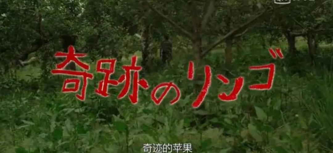 日本老头种的苹果,日本老人种苹果10多年