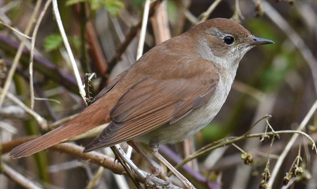 鸟儿大全高清图,高清珍稀鸟动态图片大全