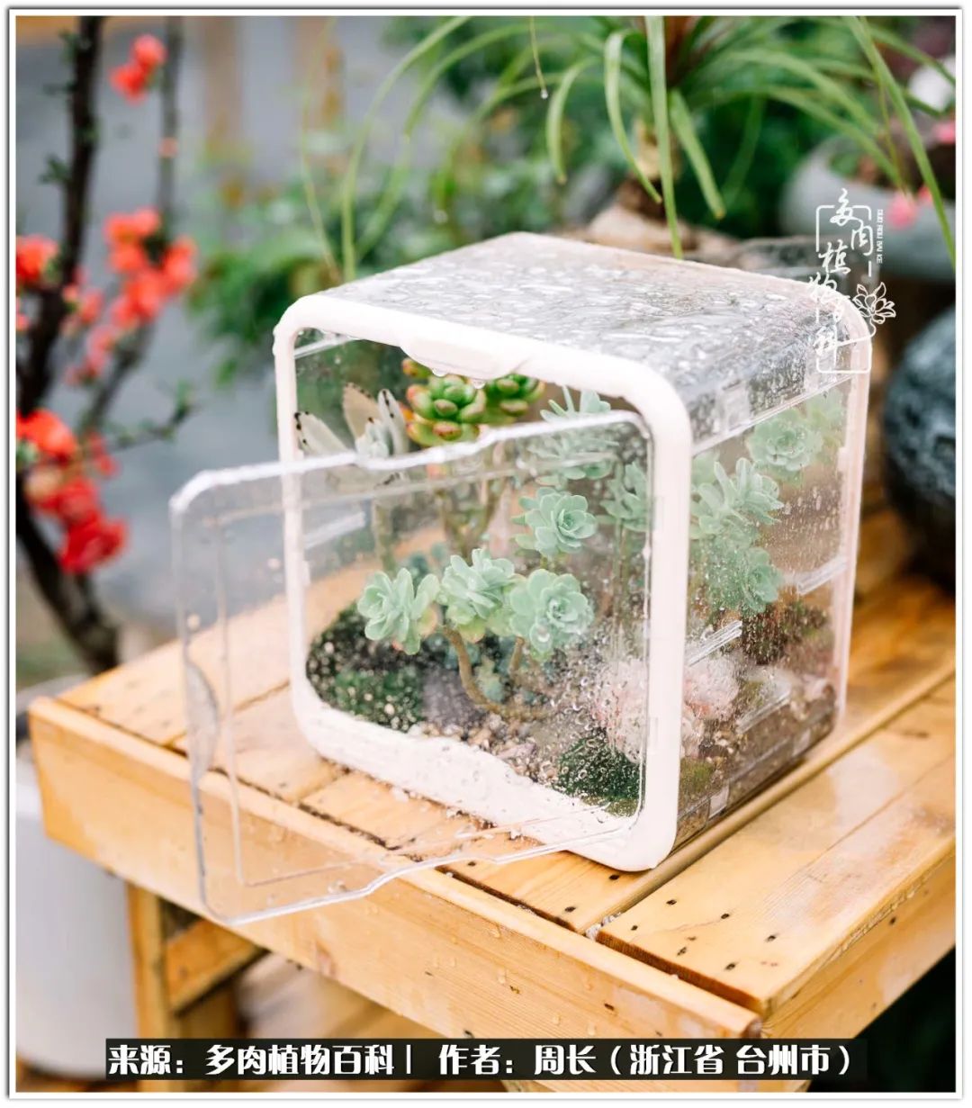 云南树脂粘土多肉组合拼盘创意,多肉拼盘的五个要点是什么