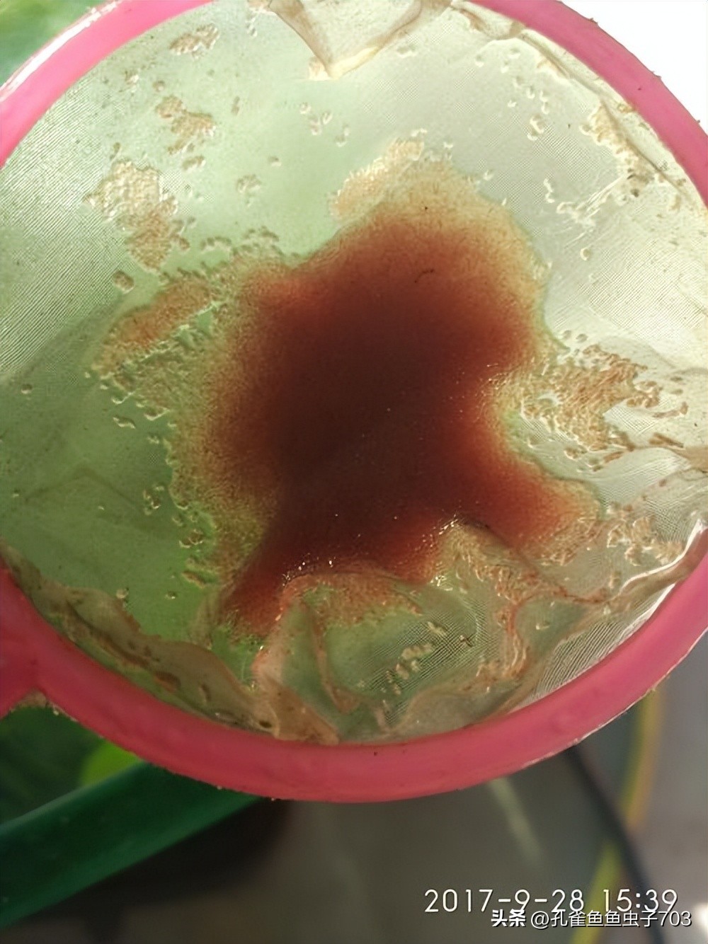 春季鱼为什么死亡如何救活,自己养的鱼无征兆死亡怎么回事