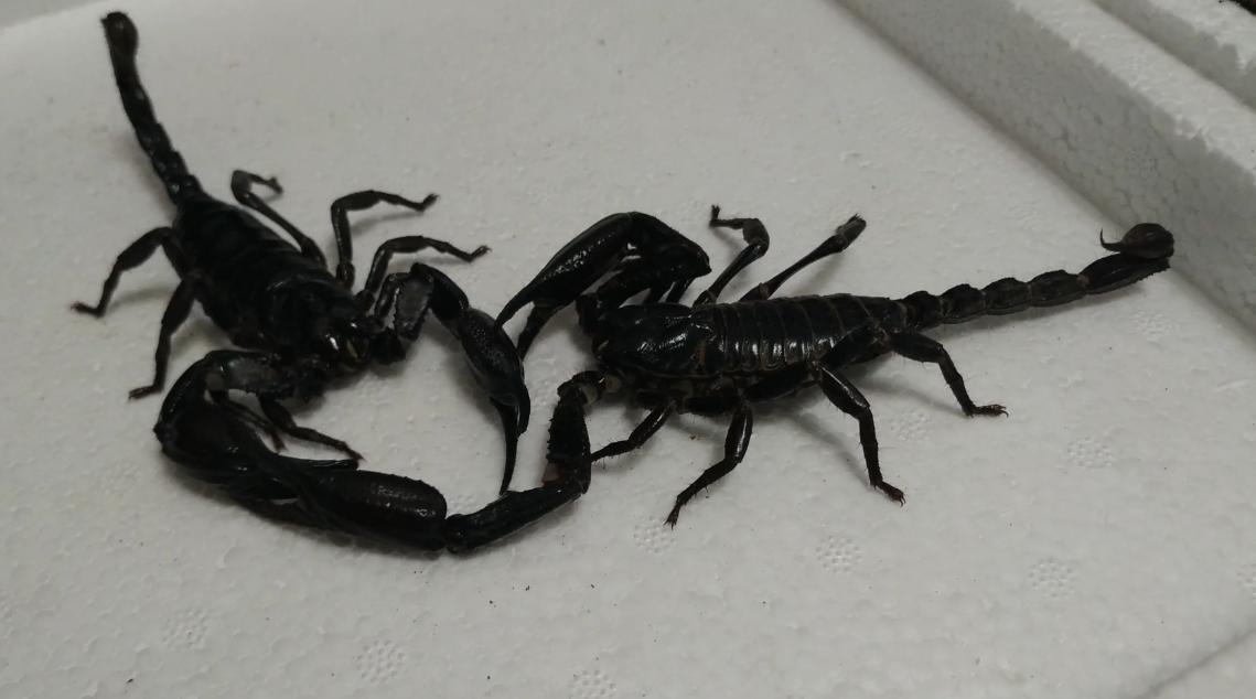 不同蝎子的生存温度,不同物种的蝎子