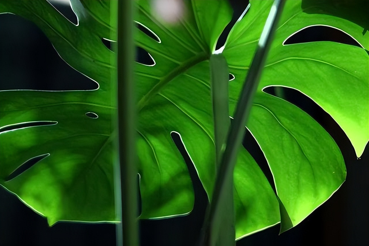 养花达人必备的44个养花绝技,8个实用的养花小技巧