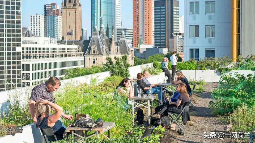 荷兰的屋顶生活与文化