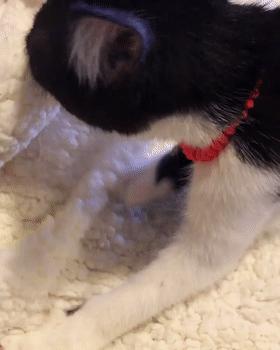 因为长了嘴一字胡，奶牛猫无人领养，却因祸得福成了网红